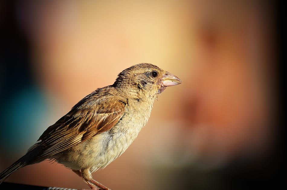 Bird Wildlife Nature