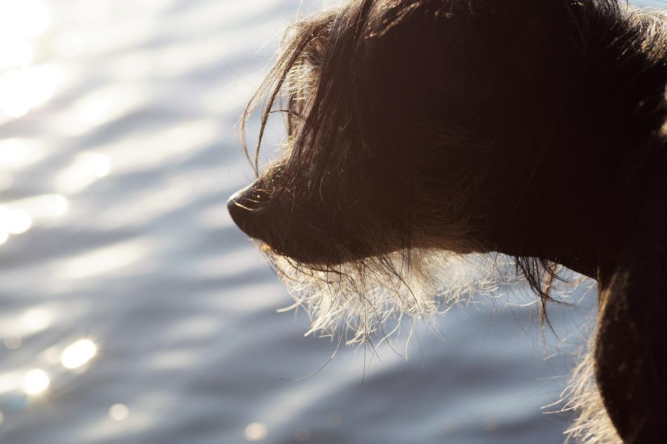 Dog Head Animal Chinese crested