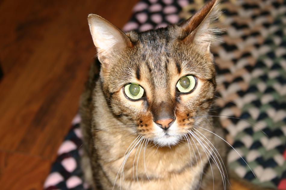 Bengal Cat Majestic