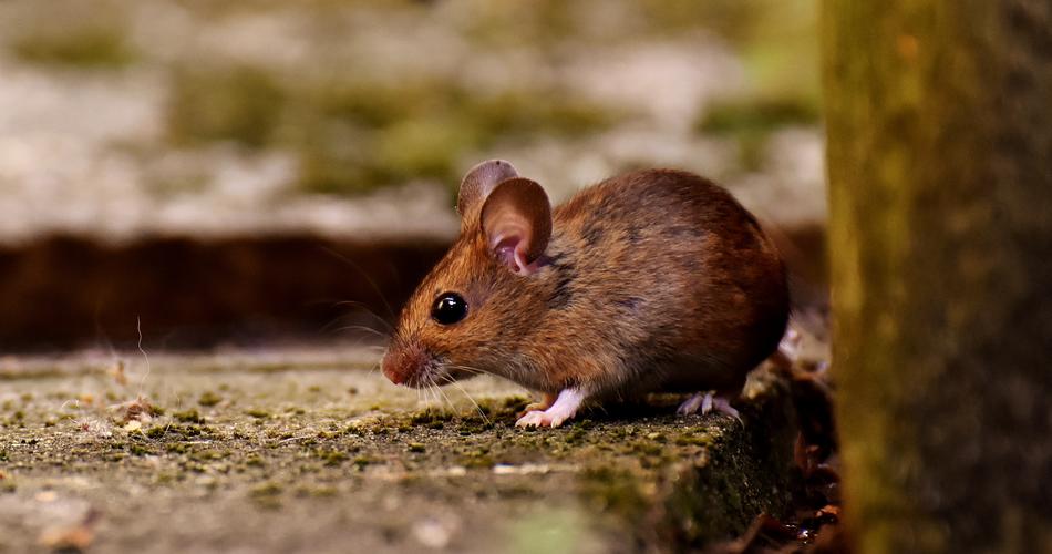 little wild mouse in the trees