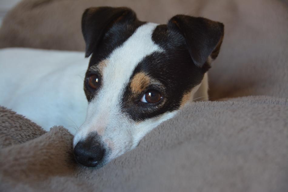 Dog Jack Russel Animals