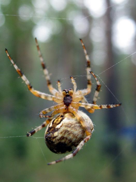 big wild spider