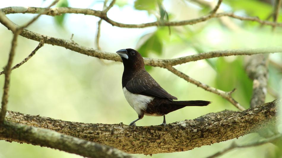 White Rumped Munia