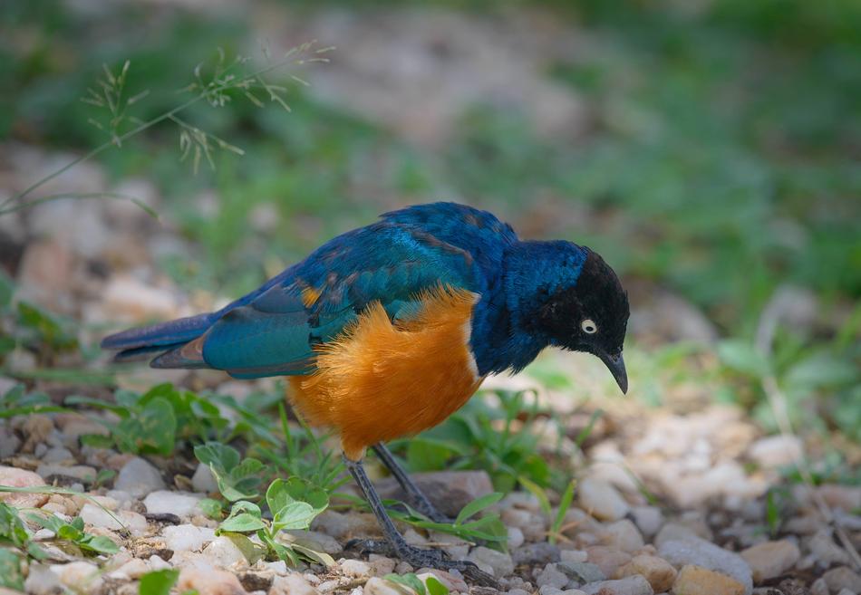 Bird Wildlife Nature