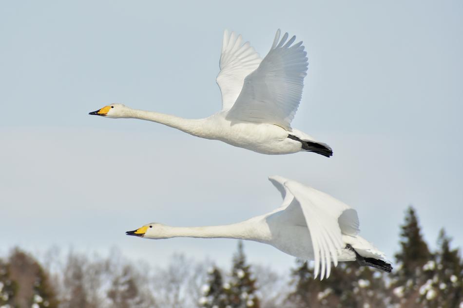 Animal Sky Bird Wild