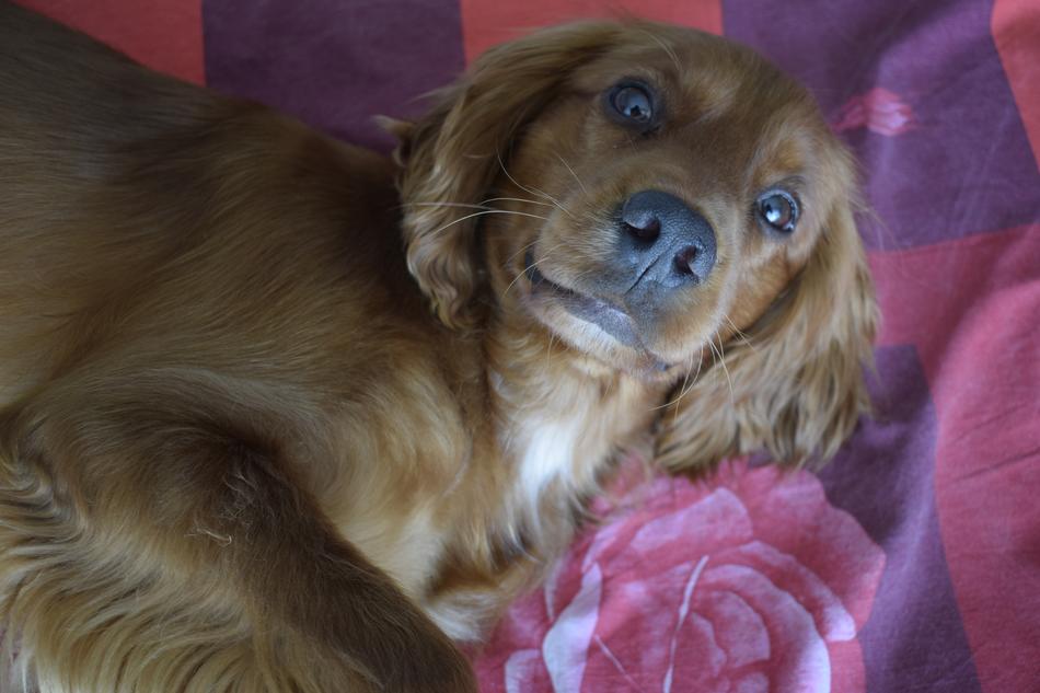 Dog Beautiful Animal