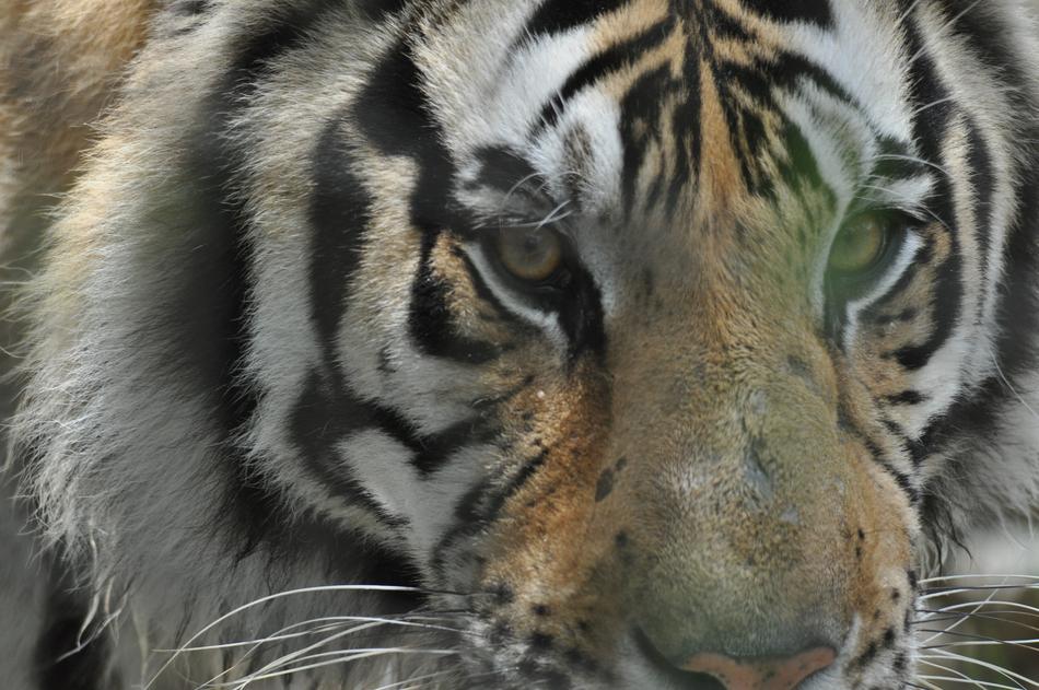 white Tiger Animal Predator portrait