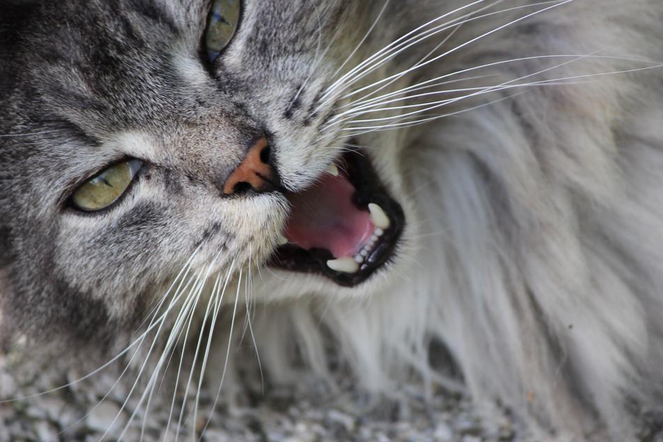 Animal Cat Portrait