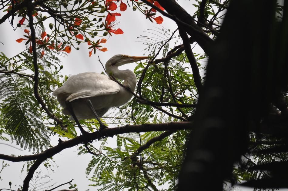 white bird in a tree