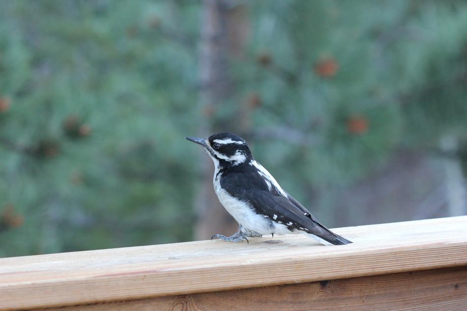 black and white bird on the window