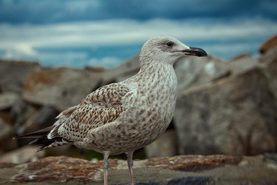 Animal World Bird Nature