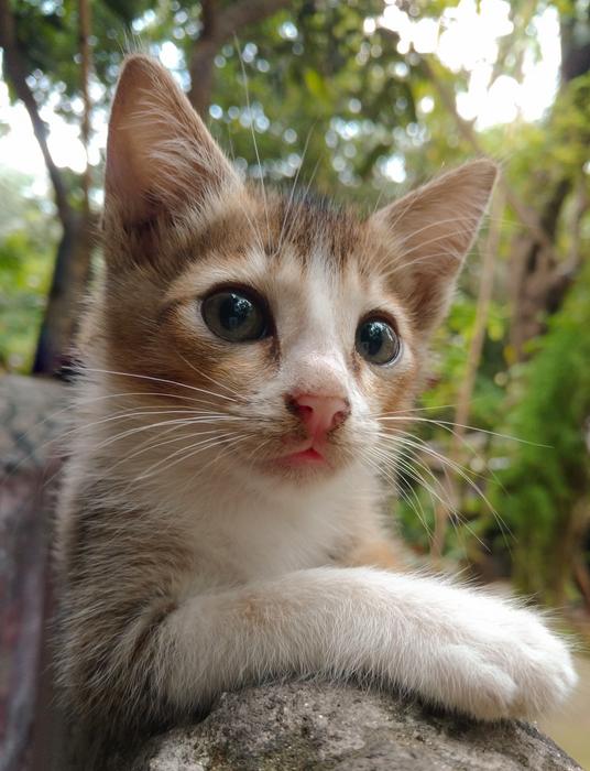 Cat Cute Animal