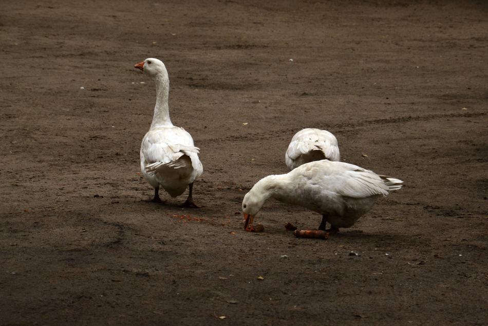 Goose Geese Bird