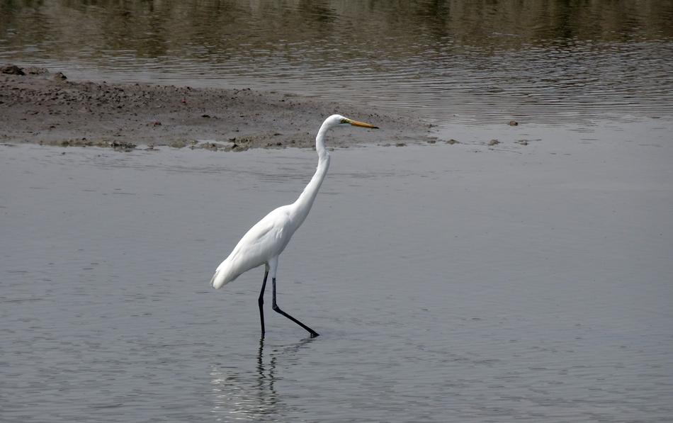 Great Egret Ardea Alba Large
