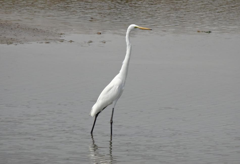 Great Egret Ardea Alba Large