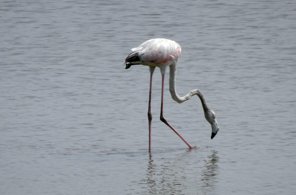 Bird Greater Flamingo Juvenile