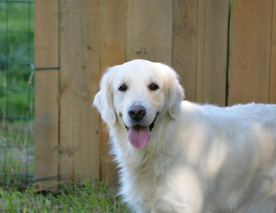 Dog Golden Retriever Bitch