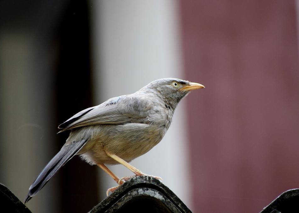 closeup photo of grey Bird on Branch