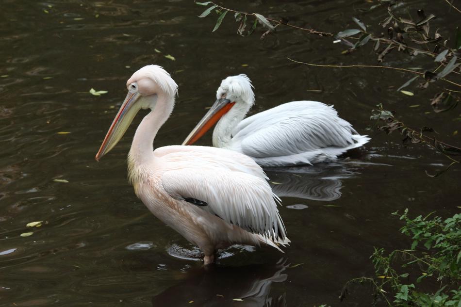 Bird Living Nature Water