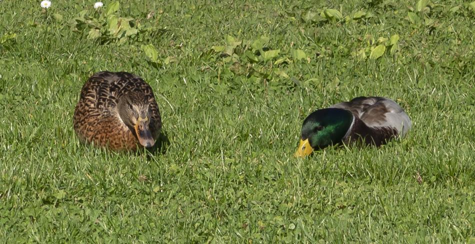 Wild Ducks Water macro