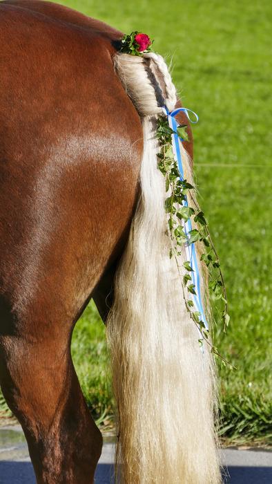 Horse Animal Nature