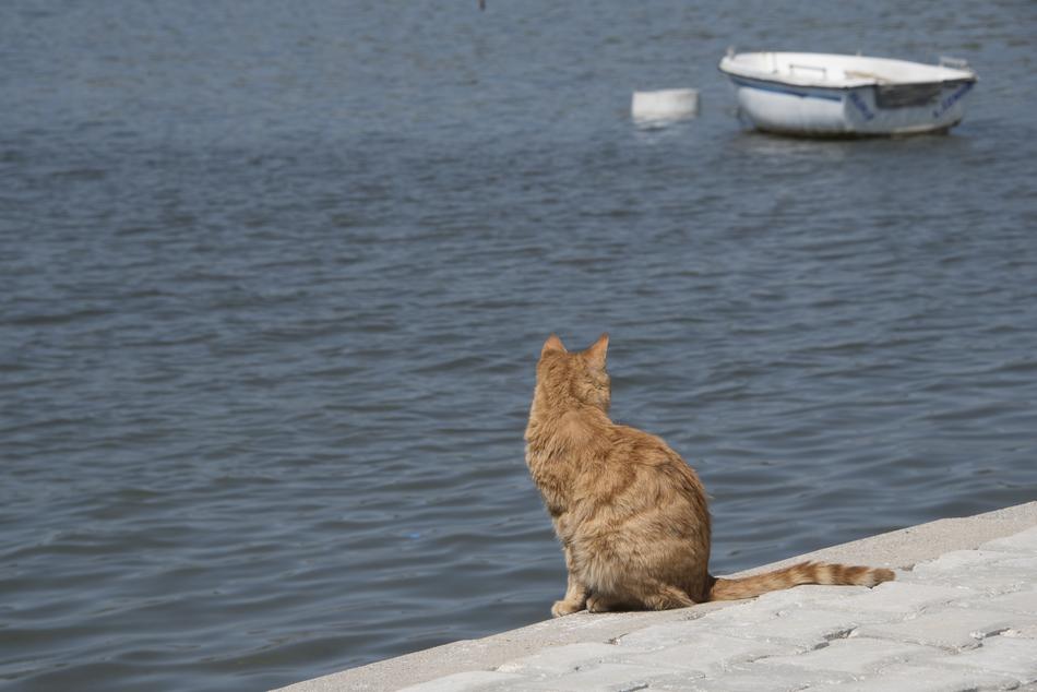 lonely cat looking at the sea
