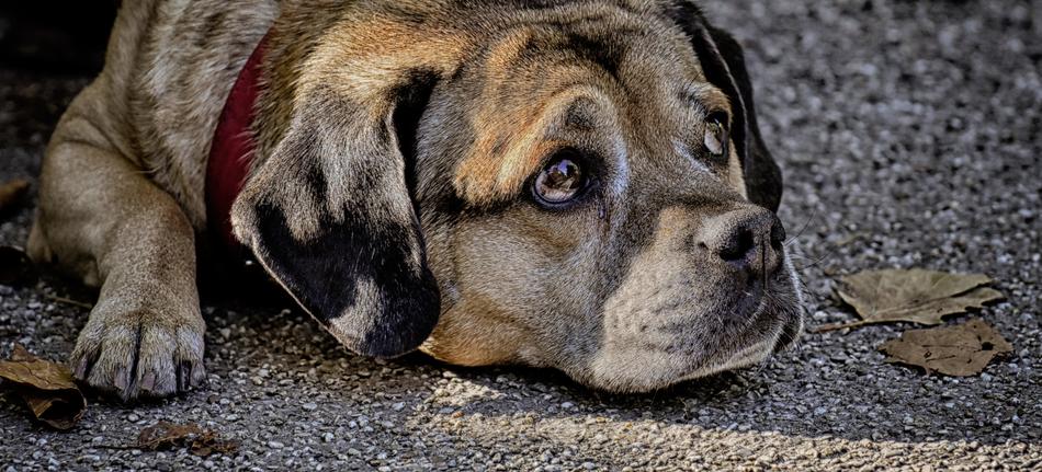 Dog Pet Quadruped