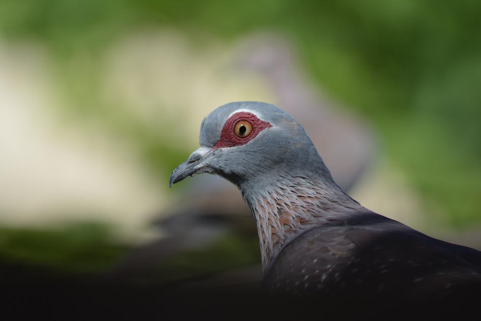 Wildlife Bird Nature