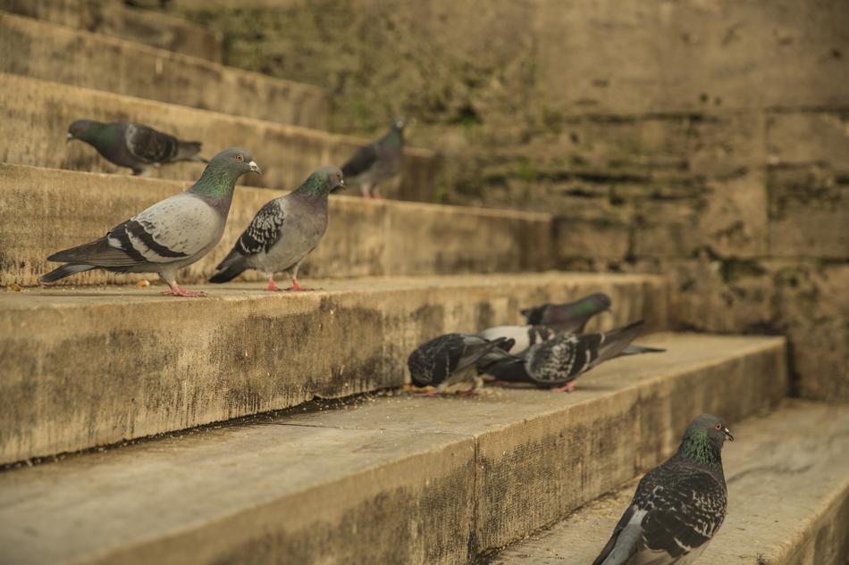 Bird Stone Old
