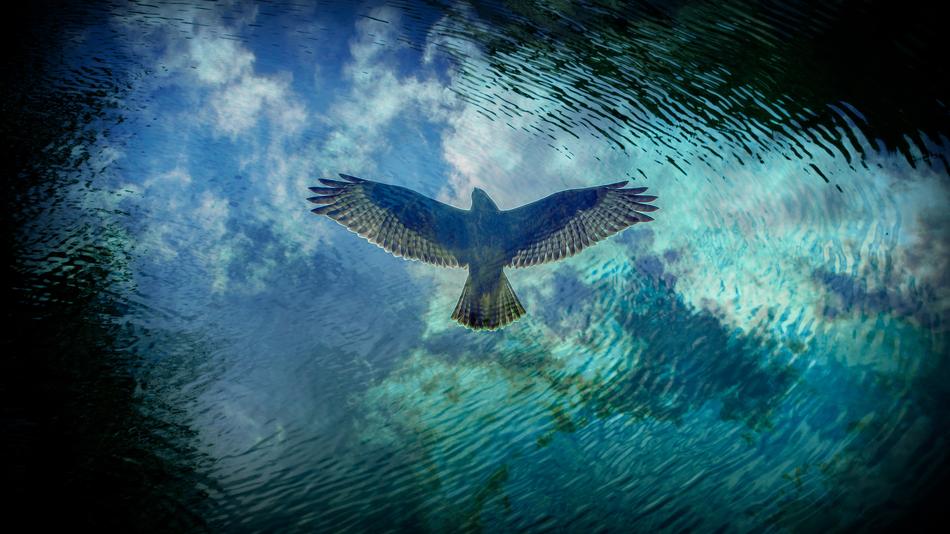 Bird Predator Reflection