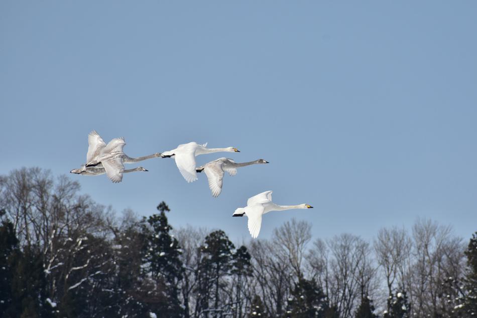 a white bird above the trees clouds blue