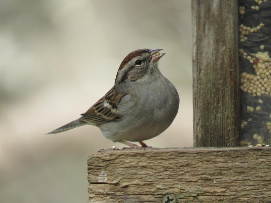 small brown Bird in Nature Wildlife