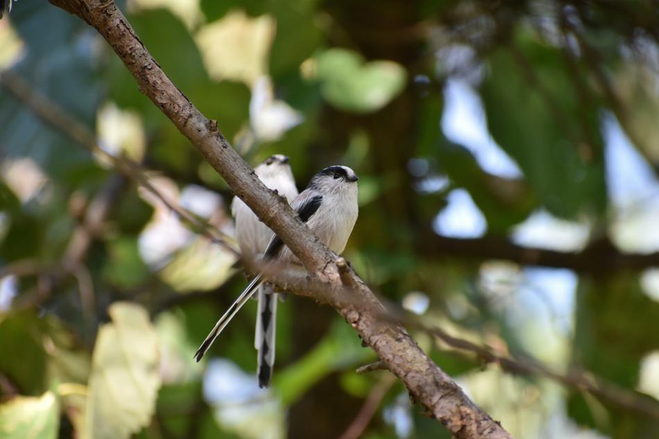 wild birds on branch in forest