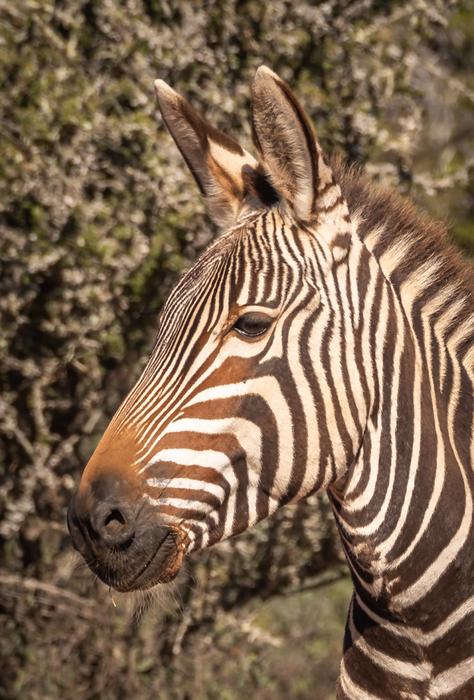 Zebra Head Portrait