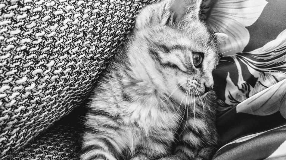 Cat Animal Portrait