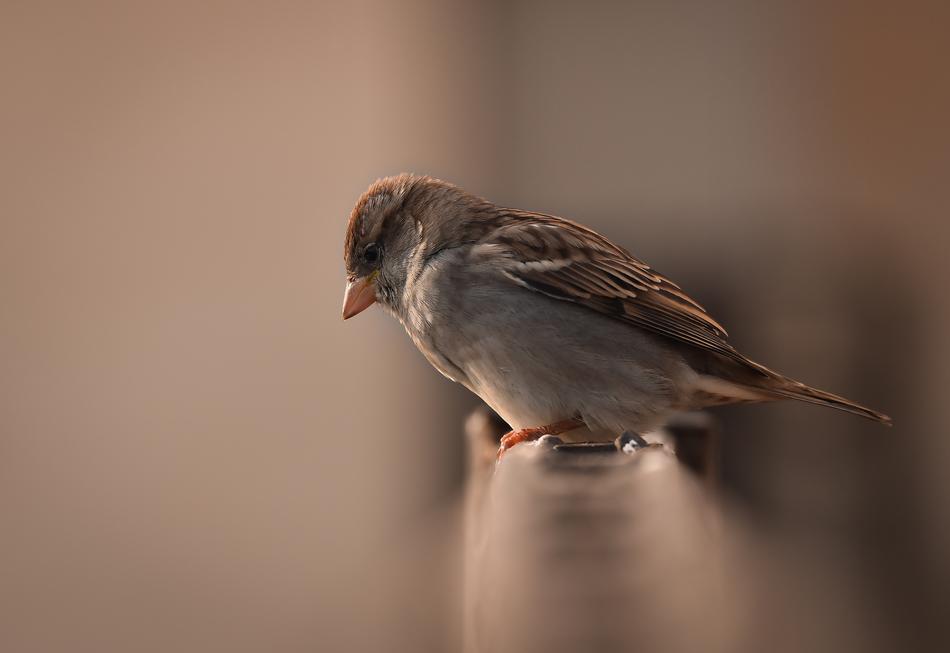 Bird Kuş Serçe