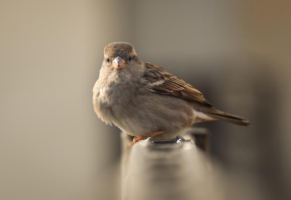 fluffy sparrow sits