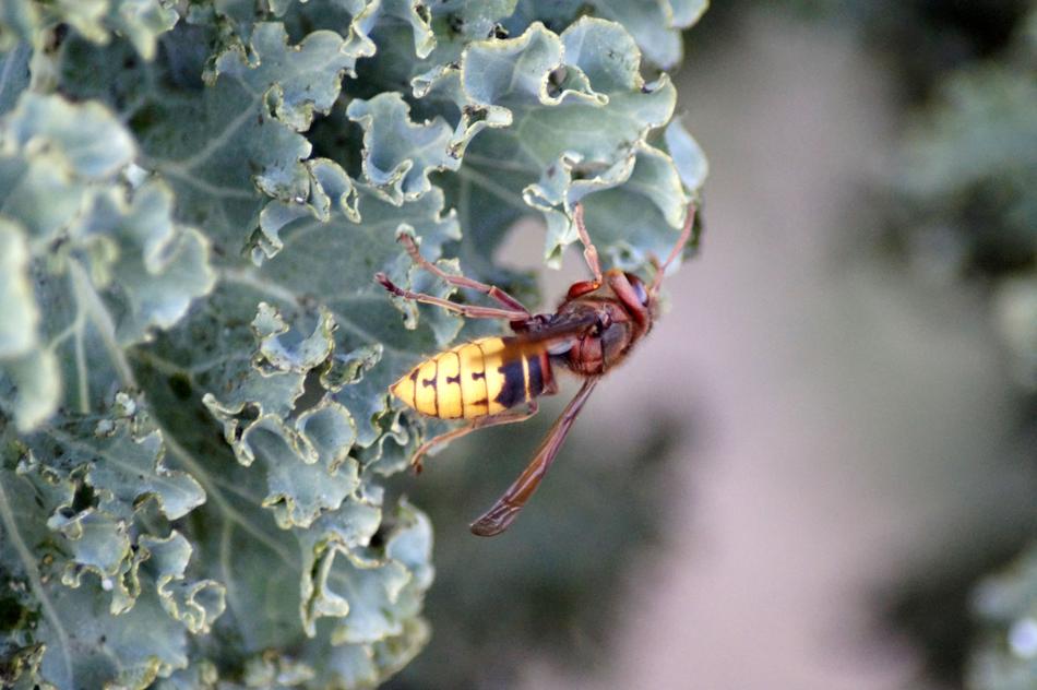 Hornet Vespa Crabro Vespidae Stubs