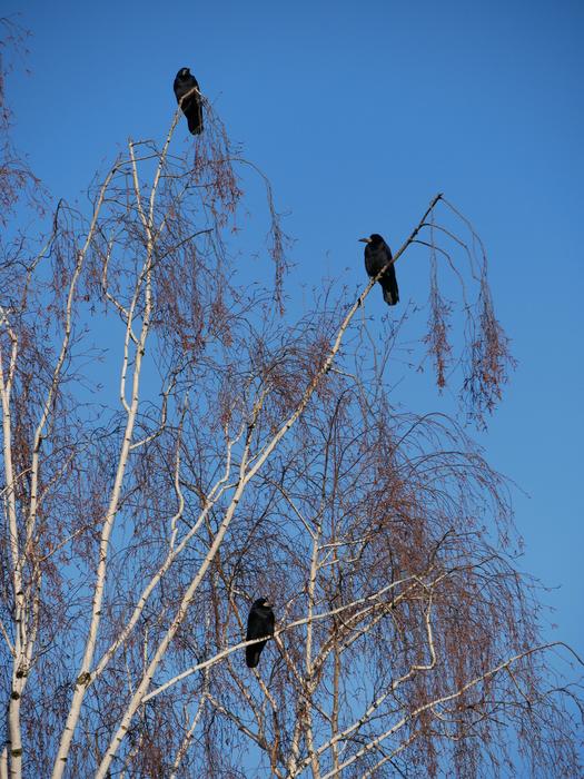 Bird Sky Nature