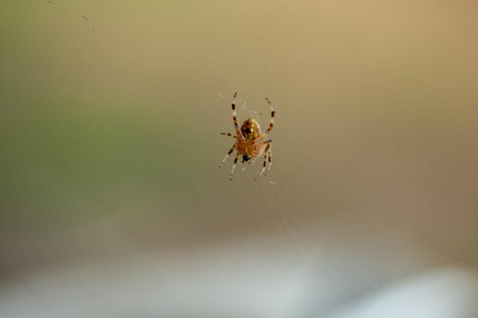 small beetle on the web