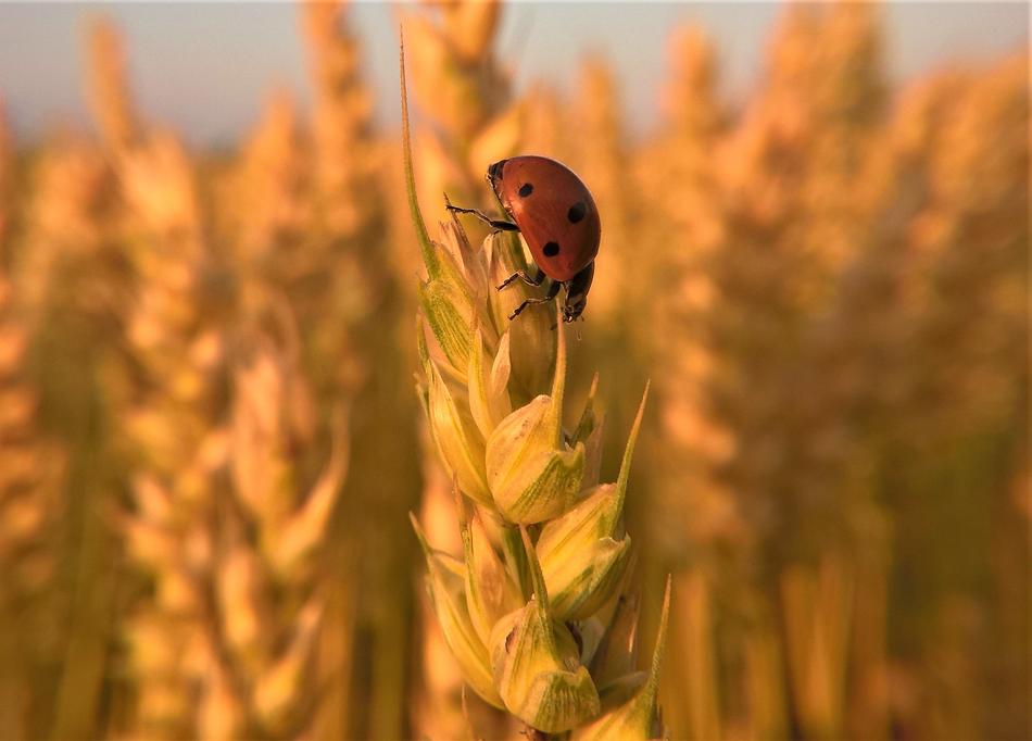 Ladybug Insect Nature Wheat