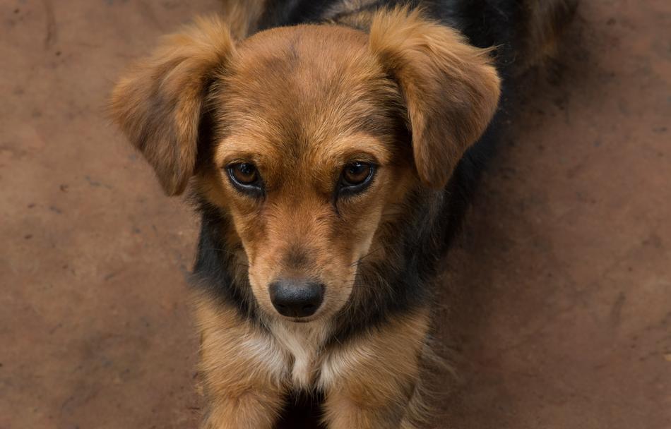 domestic Canidae Pet