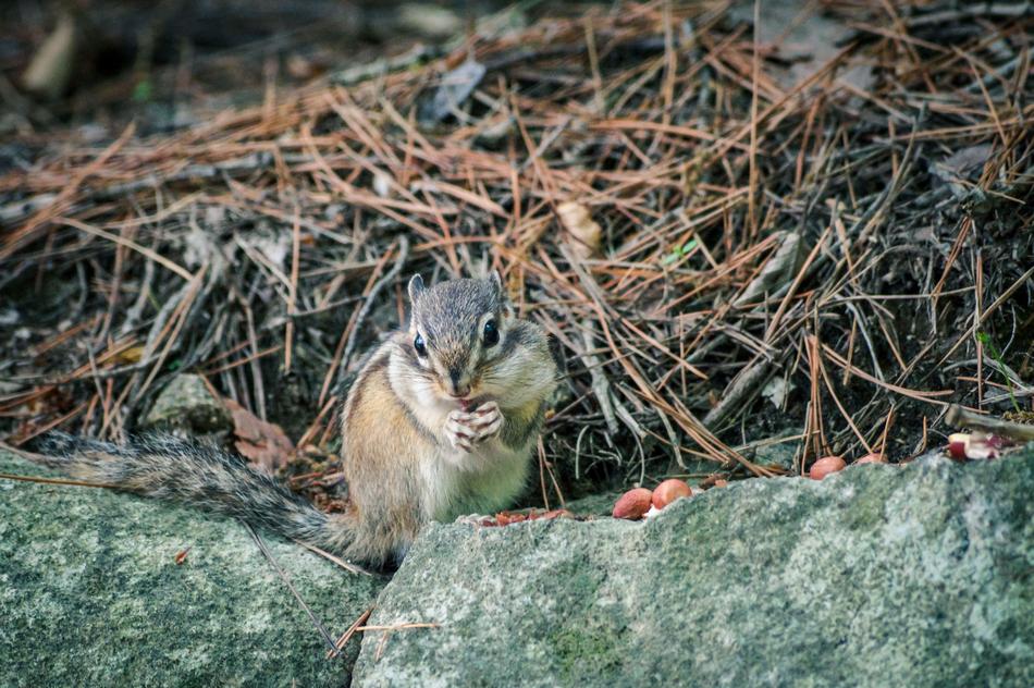 Squirrel Animal