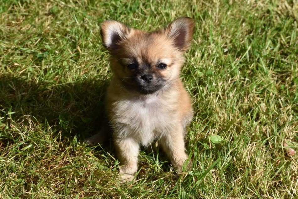 Cute Animal Little