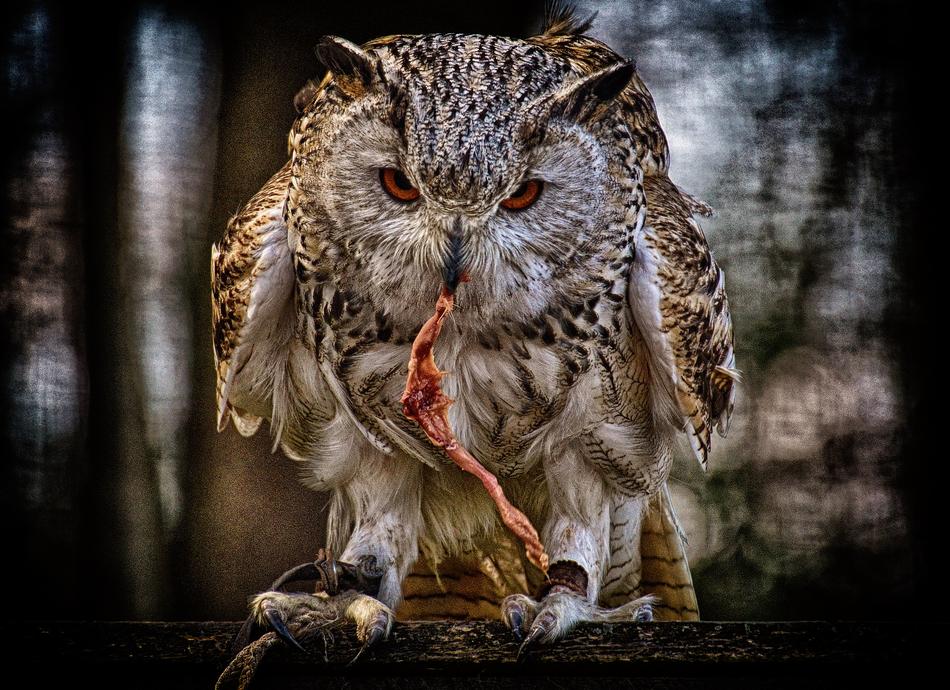 Owl Prey Bird