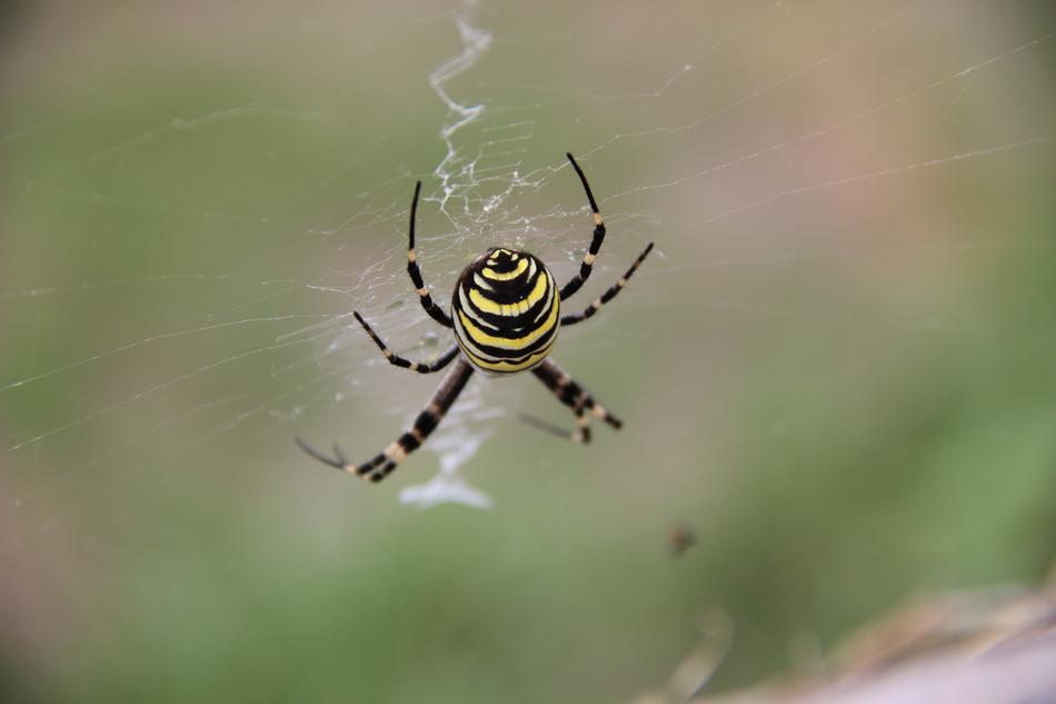 Spider Insect Arachnid