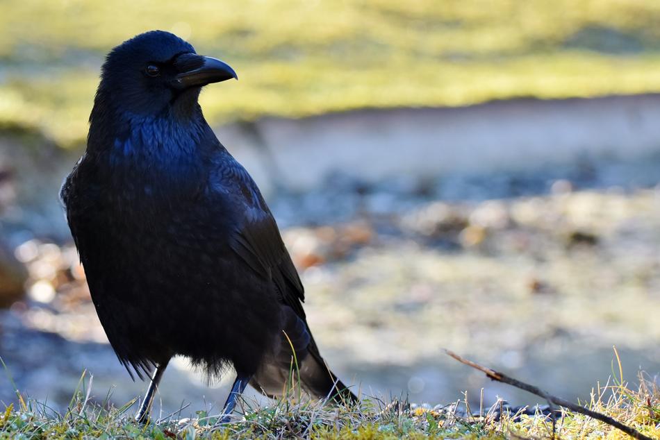 Raven Crow Bird