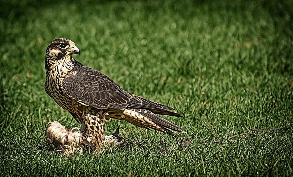 Falcon Bird Prey