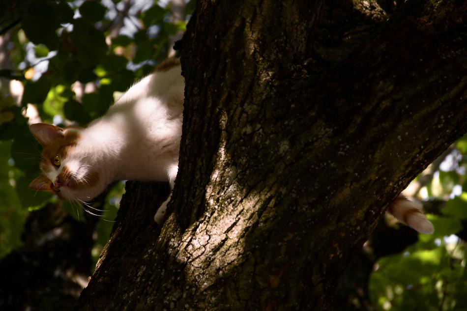 Cat On Tree Young Climb