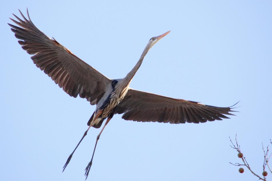 Flying heron in the sky